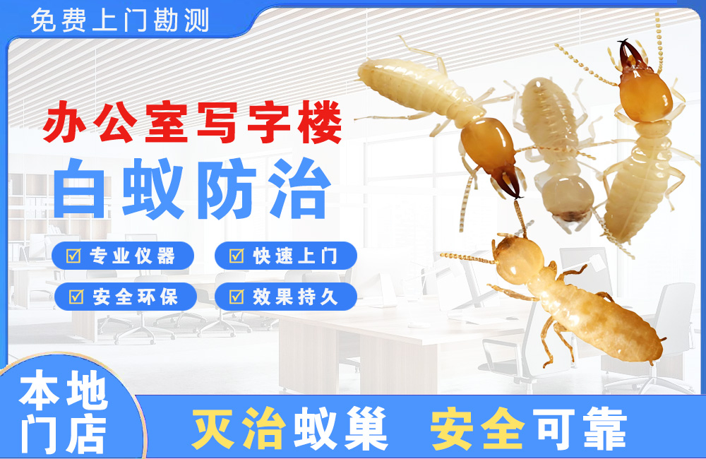 丰都办公室写字楼白蚁防治